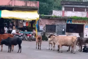 कुशलगढ़ क्षेत्र में पशुओं में खतरनाक वायरस से बचाने के लिए मुहीम तेज, नगरपालिका ने पशुओं का टीकाकरण अभियान चलाने के दिए निर्देश