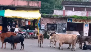कुशलगढ़ क्षेत्र में पशुओं में खतरनाक वायरस से बचाने के लिए मुहीम तेज, नगरपालिका ने पशुओं का टीकाकरण अभियान चलाने के दिए निर्देश